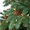7.5ft. Pre-Lit Slim Montville Spruce Artificial Christmas Tree, Clear Lights